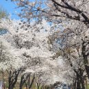 [평택 2023.4.2./벚꽃나들이]벚꽃길 따라 걸어요-부락산둘레길3코스/이충레포츠공원/부락산분수공원