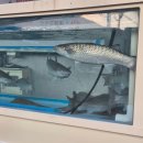 청해막썰이횟집 이미지