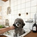 디바인퍼피 이미지