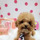 멍글멍글애견호텔미용 이미지