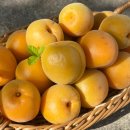 초록마을(영천점) | 6월 여름 제철 과일 영천 고당도 하우스 햇살구 후숙 보관법 그릭요거트 조합 활용팁