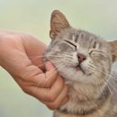도도한 개냥이 이미지