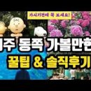 제주도 동쪽 코스 제주도 녹차밭 제주도 숲길 와일드오차드 이미지
