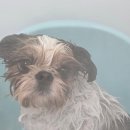 멍테일즈 이미지