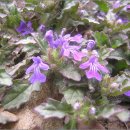 금란초교 이미지