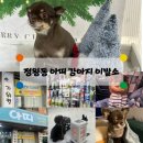 강아지 이발소 | 정왕동 애견 미용 잘하는 아띠 강아지이발소 정왕동 가위컷 후기