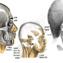 완골혈GB12 완골(完骨 2개 혈) : 足少陽與足太陽經之會穴. 이미지