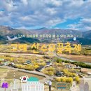 대평리마을회관 | 2025 구례산수유꽃축제 기본정보 및 방문 후기 및 꿀팁