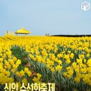 2025년 섬 수선화축제 이미지