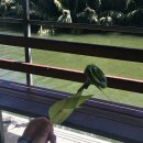 폰껍질시집보내기 - 상주시 상산로 285-1 | 괌 정글리버크루즈 완벽 가이드! 가족여행 필수코스 총정리 🌴🚤