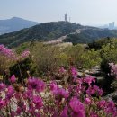 황령산 벚꽃약수터 티스토리