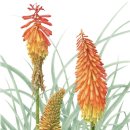 (신규)보태니컬아트 심화 | [공지] 클로리스 보태니컬아트 수업시간표(2026.1월~)/부천화실/색연필꽃그림/식물세밀화