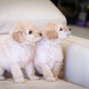 핫도그애견샵 이미지