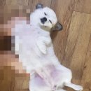 포스트다다 이미지