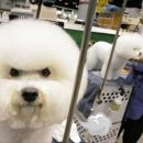 우쭈쭈 강아지 이미지