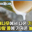 죽력 효능 대나무 기름 죽력 복용법 이미지