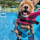 애견동반 멍멍아노올자 | [밀양 애견 동반 펜션] 대형 수영장이 있는 멍멍아 노올자 펜션