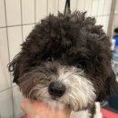 털로덮인친구들 서울상도점 이미지