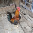 장암농장 이미지