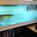 토루크 무럭무럭 자라고 있습니다. 이미지