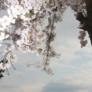 ﻿﻿﻿﻿﻿삼척맹방유채꽃 봄향기 이미지