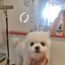 왈왈미용실 이미지