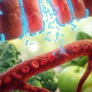 (주)대한아토피면역학회 | [공지] 아토피 아기 엄마 필독! 연고보다 중요한 '장누수 증후군' 탈출 식단 가이드