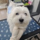 러블리 강아지 이미지