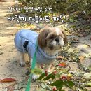 비히트 | 강아지 발열패딩 바잇미 더블히트 패딩 내돈내산 후기 (+ 장단점, 디테일 사진)