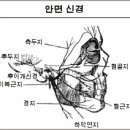 안면신경과 안면마비 이미지