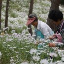 지리산구절초영농조합법인 이미지