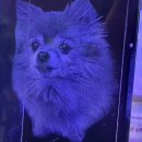 러브펫 반려동물장례식장 이미지