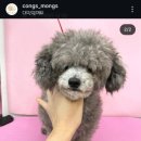 콩스몽스 이미지