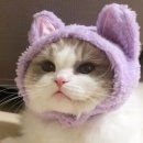 고양이 모자 이미지