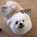 개깔끔 이미지