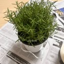 (주)소일테크 | [식집사도전기] 양양에서 데려온 로즈마리 분갈이