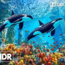 Unseen Underwater - Deep Secrets Revealed in 8K HDR | Dolby Vision™ 이미지