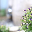 봄특집_세미발라드_제비꽃_작사 손옥희_가수 지연_작 편곡_수노_기획 윤기영 이미지