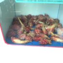 농어민후계자횟집 이미지