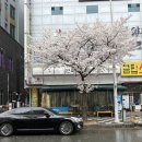 선양 | 광주 서구 풍암동 곱창 맛집 안자고한우곱창 | 곱창구이 곱창전골 모두 추천