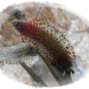 멋내는 강아지 이미지