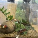 애니멀스쿨 이미지