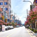 배롱나무 특화거리 이미지