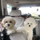 랄라민박 | 포항 촌캉스 애견동반 민박 구룡포 돌담민박 작은채 내돈내산 후기