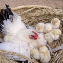 농은목장 이미지