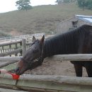 대관령 사파리 목장 이미지