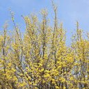 선비태권도 | 2026 경기도 이천산수유축제 백사 산수유꽃축제 산수유마을 꽃구경 일정 주차 총정리!(서울 근교 봄꽃 1위)