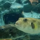 롯데월드아쿠아리움 이미지