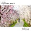 낙동강 남지개비리길(용산) | 경남 창녕::남지 수양벚꽃 ❛개비리길❜ 【25년3월30일】