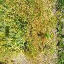 함양상림(咸陽 上林) 양귀비 탐방 이미지